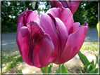foto Tulipani